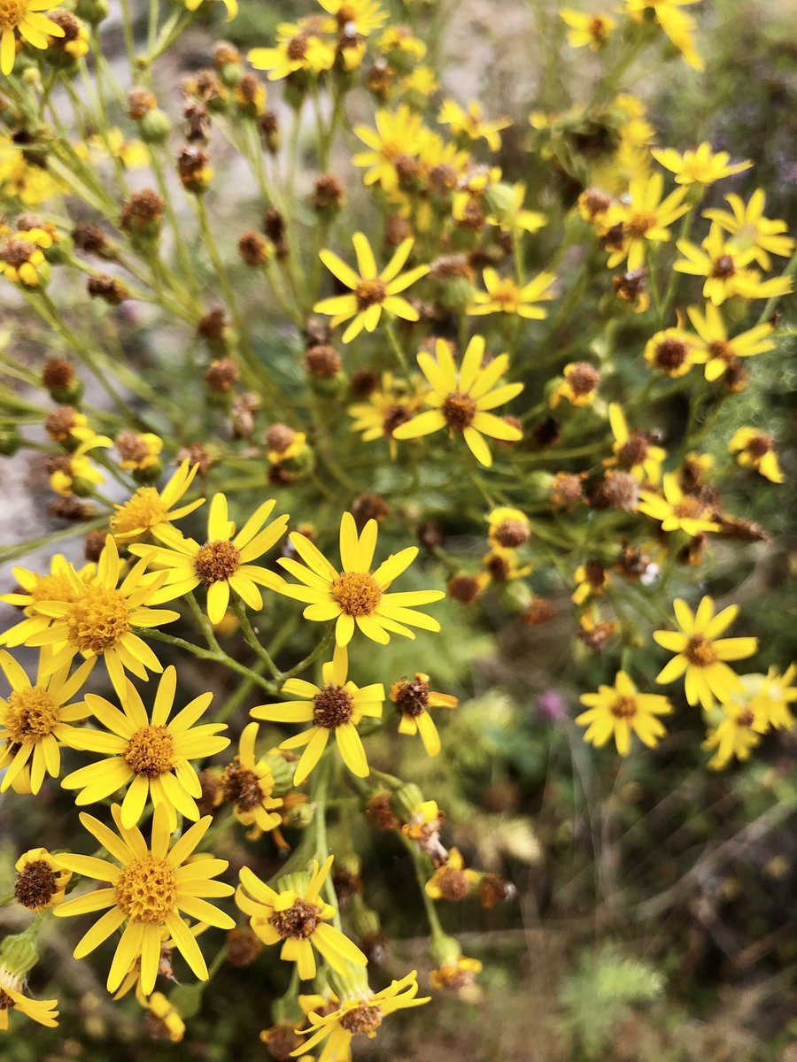hanh_r's tweet photo. Status Update Laube: 
40% Innenverkleidung und Dämmung entfernt.

Status Update Garten:
Pflaumen sind reif. Zeit für Pflaumenkuchen. 🌼 https://t.co/H0tr4AXpJs