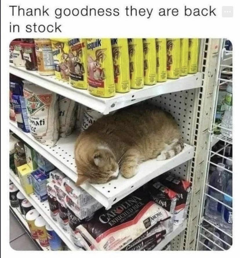 WholesomeMeme's tweet image. 