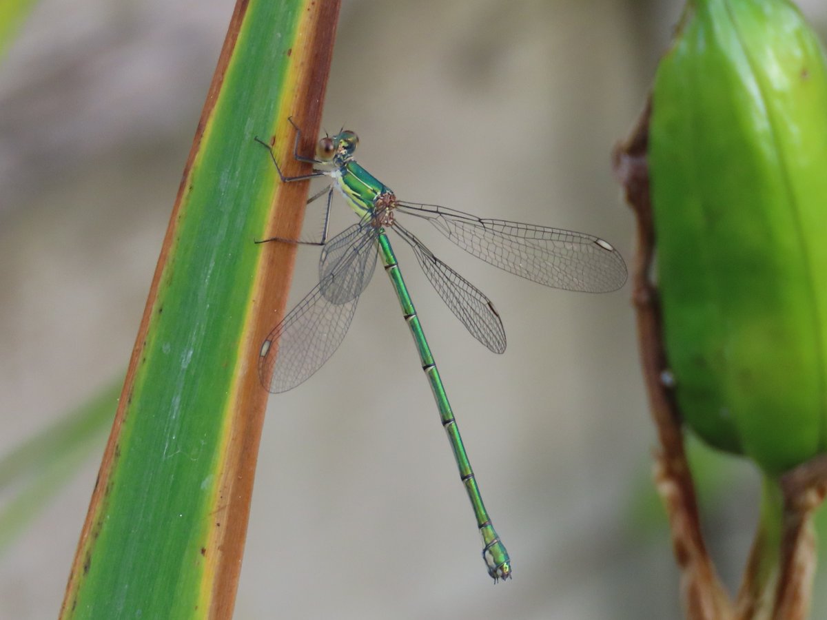 Willow Emerald on my pond just now