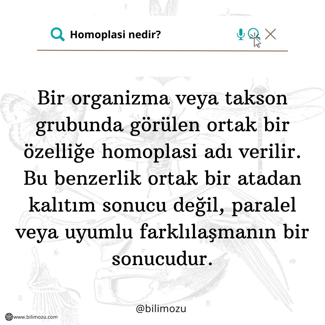 Homoplasi Nedir?