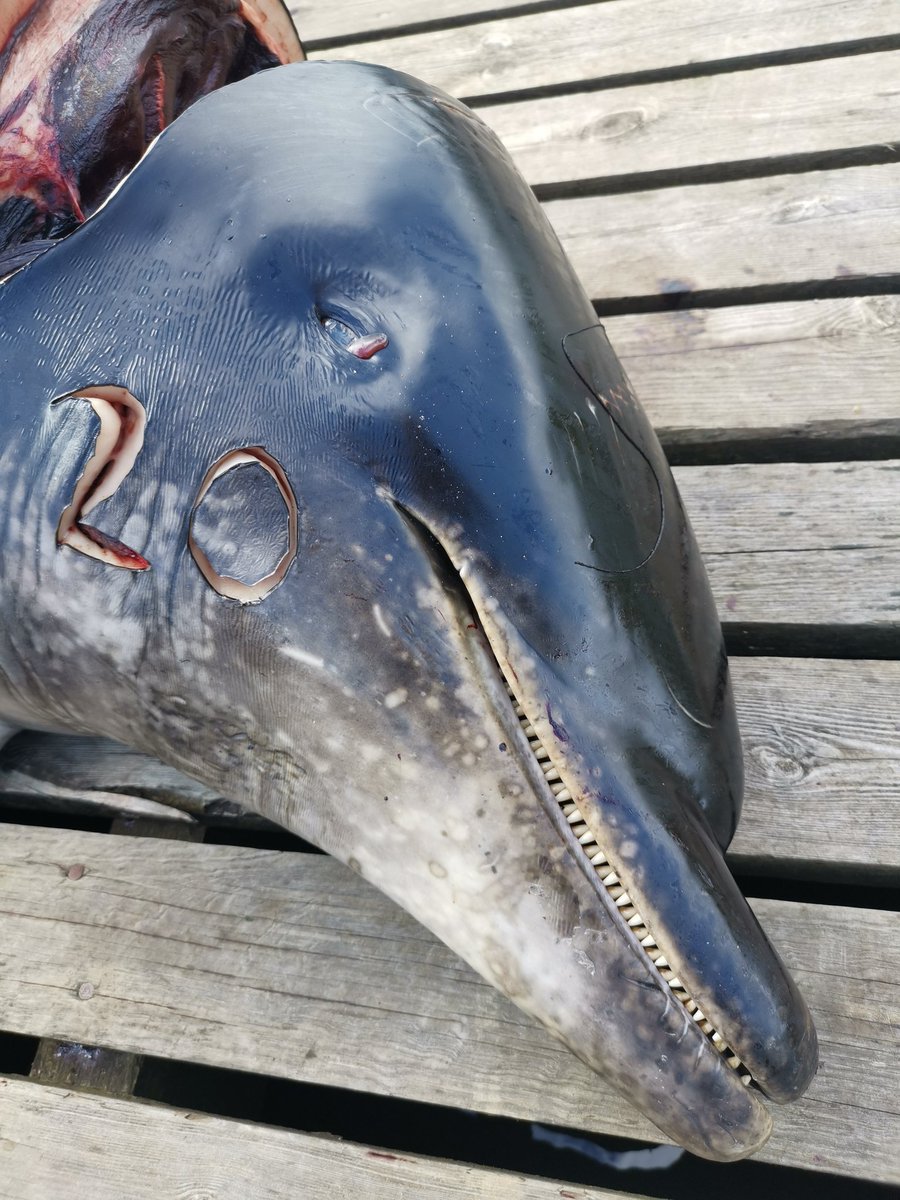 "Tears" from a dead bottlenose dolphin; as time passes droplets of liquid form in the eyes of the dead dolphins. While it doesn't mean anything, it's still a strong reminder of the sorrow I feel among so many dead.
