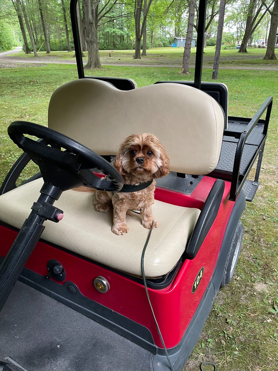 ValoirView's tweet photo. Patrick is ready to drive off into the #sunset and kick off the #weekend Nothing like #summer fridays! #DogsofTwittter #dogslife #DogsKnowBest https://t.co/gqrXeqLDUS