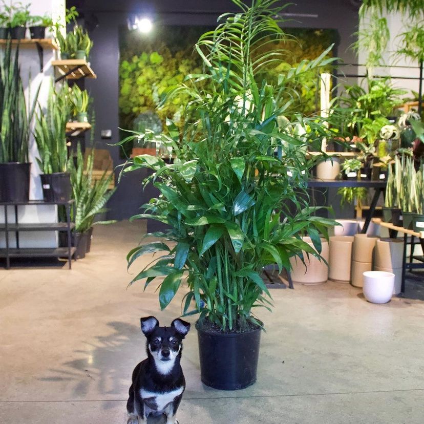 Like this Bamboo Palm! The name can be a little confusing though, it’s not actually bamboo, just named after its similar look.

#green #plantsmadnesss #myplantlovinghome #houseplantaddict #ideas #houseplanttips #instaplants #livingwithplants #interiorlovers #myinspiredhouse