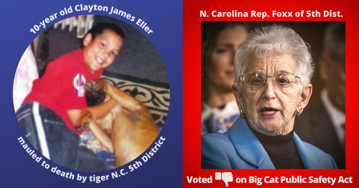 NLGNYC_Animal's tweet photo. How will #NorthCarolina Rep @virginiafoxx sleep tonight?
10-year old Clayton James Eller died when a pet tiger mauled him to death. In Foxx's District.
Entirely preventable by #HR263 the #BigCatAct, yet Rep Virginia Foxx voted 'Nay'.
Clayton James Eller mattered. โ๏ธ #SayHisName https://t.co/I7DenFAbHt