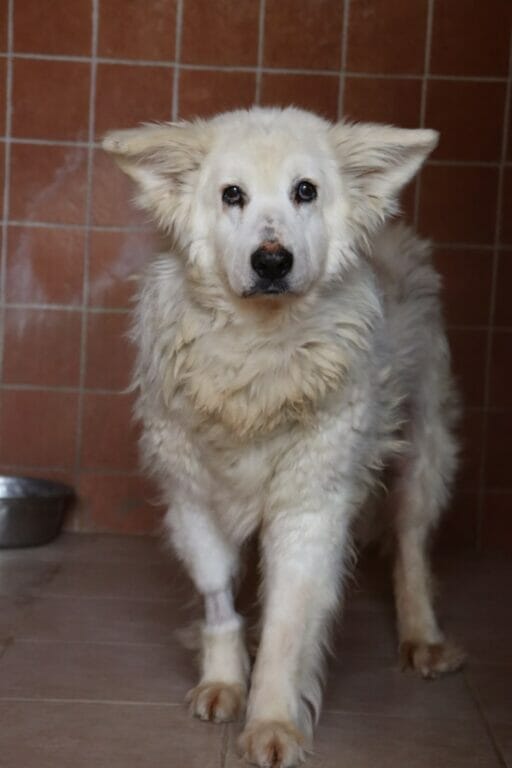 PETfriendly tweet media