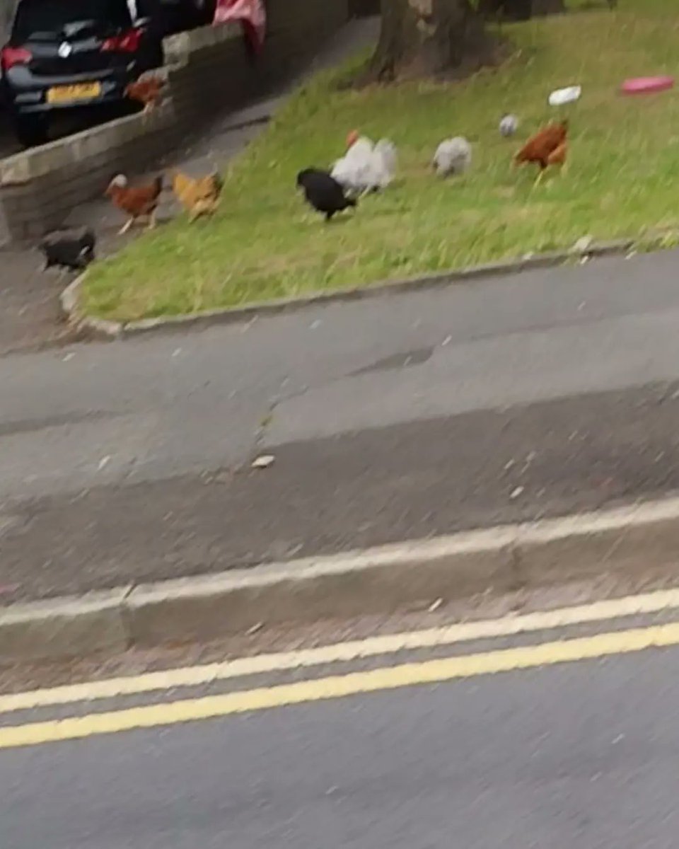 ShaunFarrelly's tweet photo. Angry notes (with replies) on a parked van and free range chickens outside a car wash.
Just a normal day in Oldham.
#Random #RandomSighting #RandomSightings #Oldham #GreaterManchester #Note #Chicken #Chickens https://t.co/qTRDPgHhpu