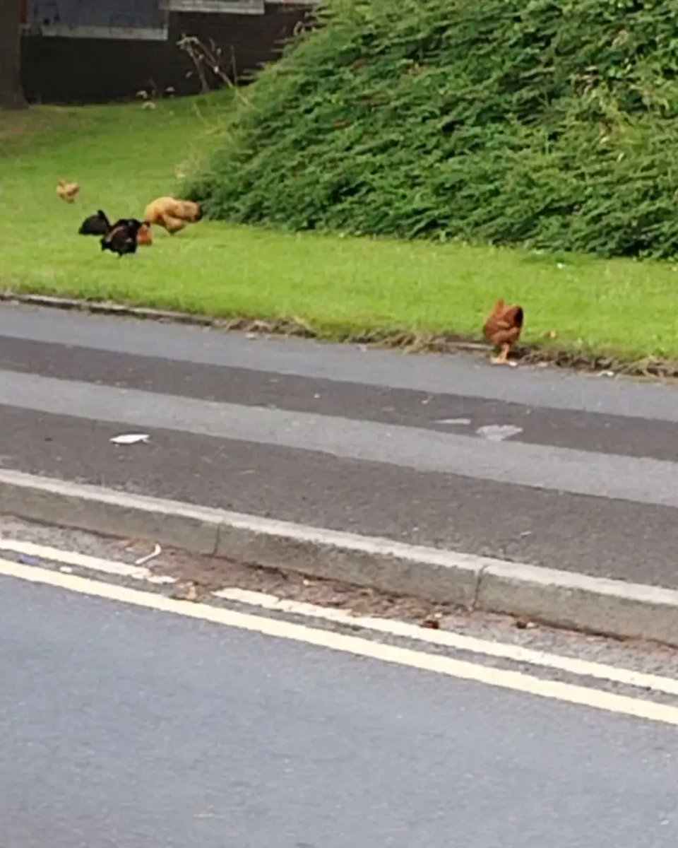 ShaunFarrelly's tweet photo. Angry notes (with replies) on a parked van and free range chickens outside a car wash.
Just a normal day in Oldham.
#Random #RandomSighting #RandomSightings #Oldham #GreaterManchester #Note #Chicken #Chickens https://t.co/qTRDPgHhpu