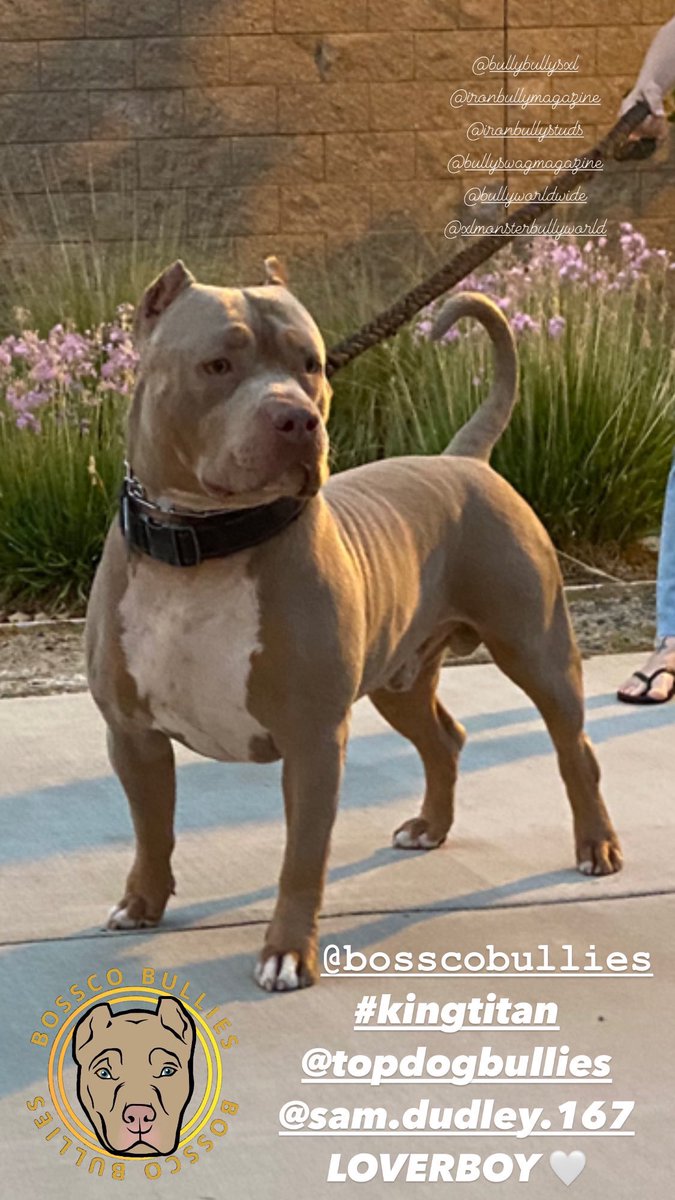 Bosscobullies's tweet photo. ☀️ Located in California 
🗝 #consistencyiskey 
⬆️ #allthewayup 
King Titan 👑 #topdogbullies
Gracie Mae 🍑 #pitbullempire 
💻 https://t.co/R1lzoB0ehN 
📲 (925)565-4317 XL champagne 🍾 Lilac Tri 💜
temperament 🤍structure 💪🏼
quality UKC🩸
10X SHOW STOPPING ACE ♠️ 
#gottiline https://t.co/IctpikT1Z5