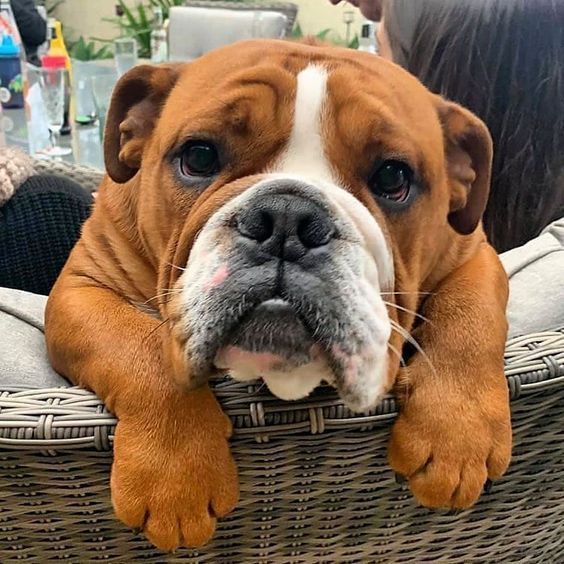 Bulldogs Lover tweet media