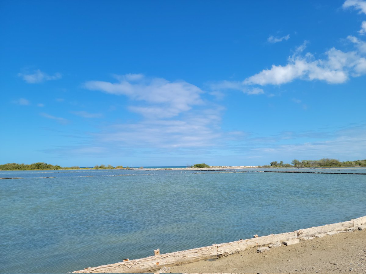 Luis_Ramos126's tweet photo. Almost my last #fieldseason is over. One site it's over and 9โฃ ๐ฅ left on the other site. #ornithology #seabirds #caribseabirds #PuertoRico #leastterns #seabirdconservation #TEAMLETE #fieldwork #breedingbiology #avesmarinas #ornitologia #poopsamples #chicksdiet #seabirdsFriday https://t.co/oW50BxpS3R