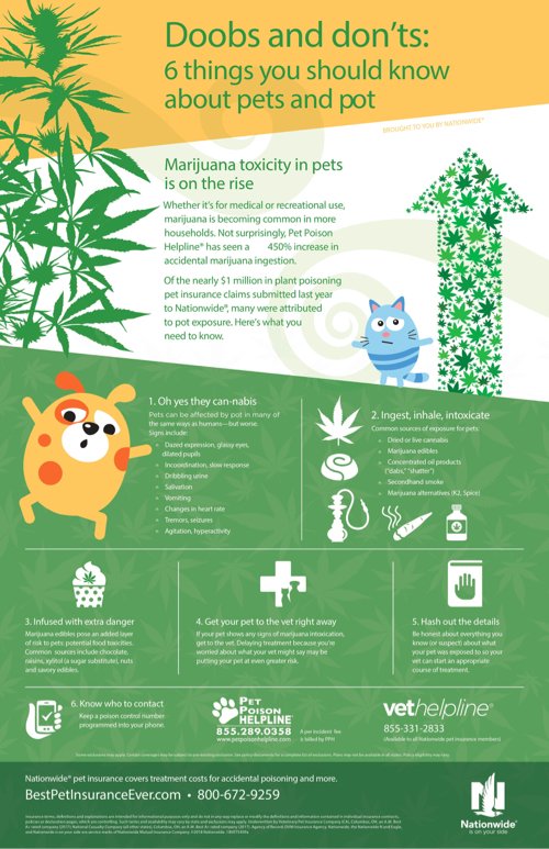 HealthCare_Pets's tweet photo. Consider these #tips for keeping pets safe from #cannabis. Call your vet immediately if you think your pet has been exposed.
For info on the benefits of #hemp and #CBD oil for pets: https://t.co/QshpHXkaxk
#petcannabis #pethazard #petsafety #petpoison #pettoxicity #petpoisoning https://t.co/BcLuzY9C9A