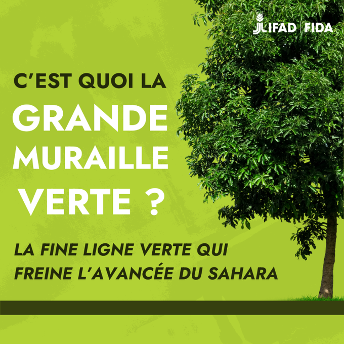 La Grande Muraille verte au Sahel vise à : 🌱régénérer 100 millions ha de terres dégradées 🌳fixer 250 millions de tonnes de carbone ♻️créer 10 millions d’emplois verts @lefida explique l'importance de ce projet porteur pour la région & pour l'humanité. bit.ly/3altLcr