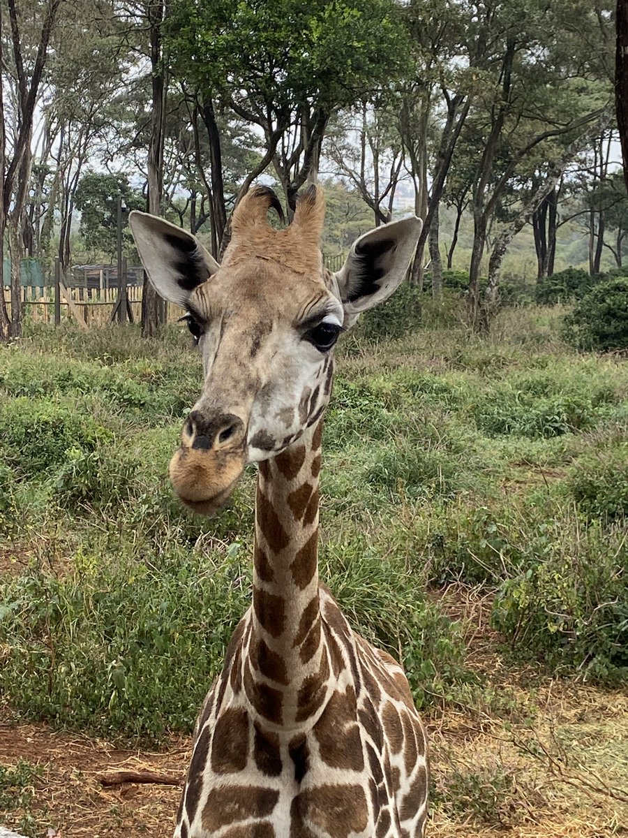 What does this expression say to you? I see a practical view on life…

@GiraffeCenter #GiraffeAboutTown #giraffe #AnimalLovers #WritingCommunity