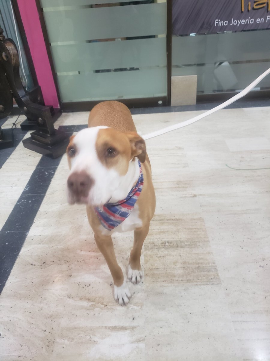 Arturito se perdió en <a href="/Haciendasb/">Hacienda Santa Barbara/</a>  busca su Familia