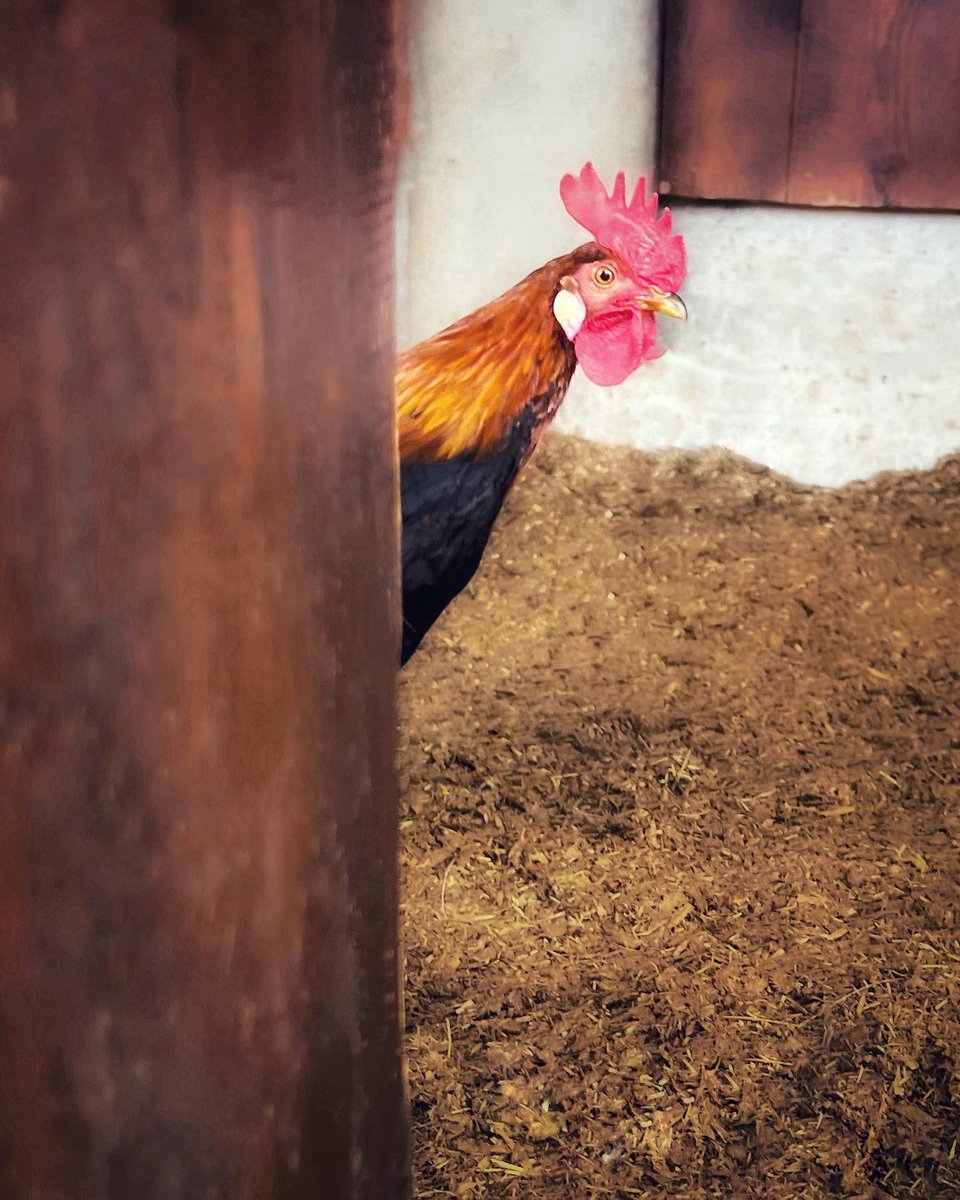 mMikaMarika's tweet photo. Kuckeliku 🐓🫶🏼🐔
#photographylover #nature #norway_photolovers #countryside #naturephotography #nature_brilliance #naturelovers #foto #visualart #artofvisuals #norway🇳🇴 #langedrag #farmphoto #peekaboo #artoftheday #artwork #natur #throughmyeyes #hönsgård #chickenfun #feelgood https://t.co/TLiNcBra5G