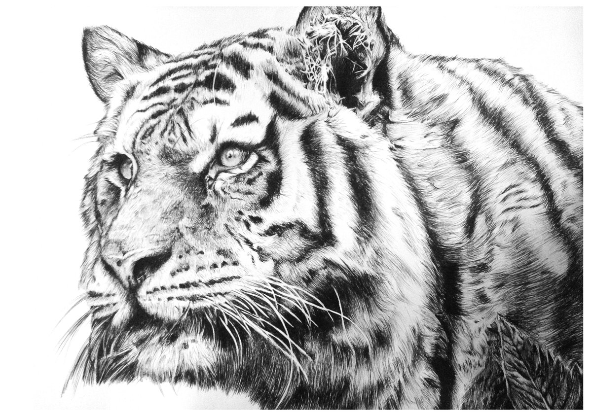 It's International Tiger Day !🐅

Since the beginning of the 20th century the number of tigers in the wild has dropped by 95%. The aim of today is to raise awareness of tiger conservation. 

#InternationalTigerDay #tiger #animalart #traditionalart #tigerday