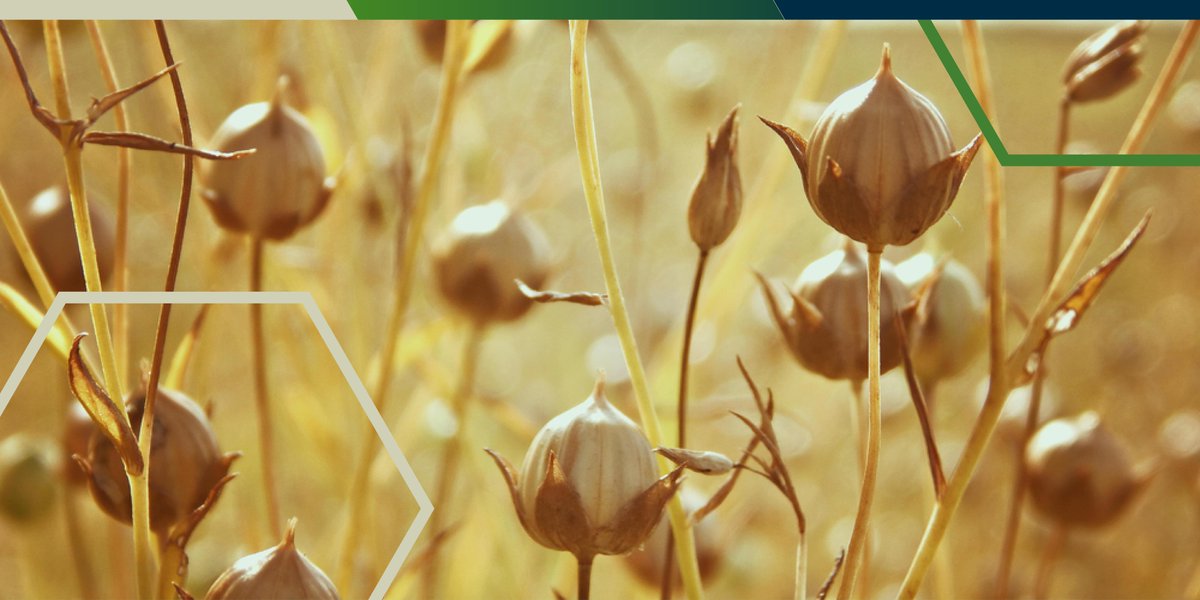 #FridayFact: Winter Linseed has a yield potential of up to 3.75 tonnes/hectare and properly managed crops should achieve 2.5-3.0 tonnes/hectare bit.ly/33NKFsj