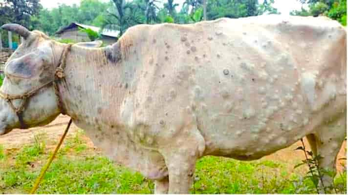 vasna08's tweet photo. #गौमाता एवम् अन्य पशुओं में #लंपी_वायरस फैलाने से आए दिन  गौमाता के प्राण आहूत हो रहे हैं। 
सर @ashokgehlot51  जी आपसे निवेदन है की इस रोग के रोकथाम हेतु पॉक्स एवम् वायरल बुखार की जल्द से जल्द दवाइयों की उपलब्धता कारावें ¡ https://t.co/DNOb7UBNR1