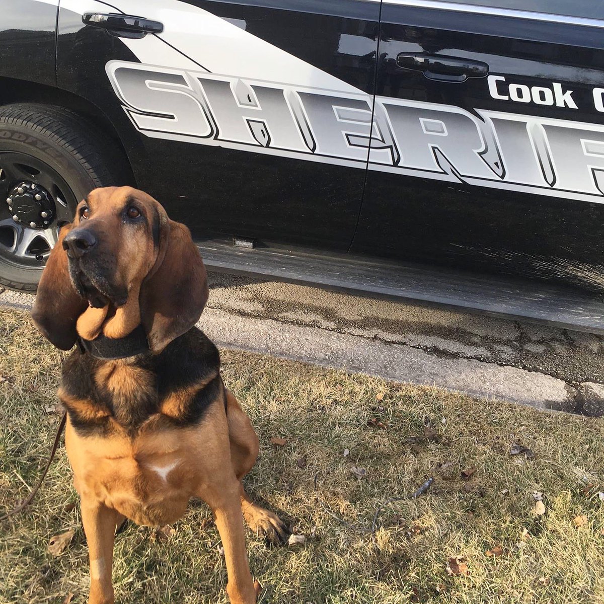 CookSheriffIL's tweet photo. Happy 11th Birthday to our K-9 Kelli, who is named after Kelli Joy O’Laughlin. Since joining our office in 2012, Kelli has used her bloodhound skills to find missing people, working to keep all of our community members safe. 

We’re so glad you were born, K-9 Kelli! https://t.co/8PFH1tFoWW