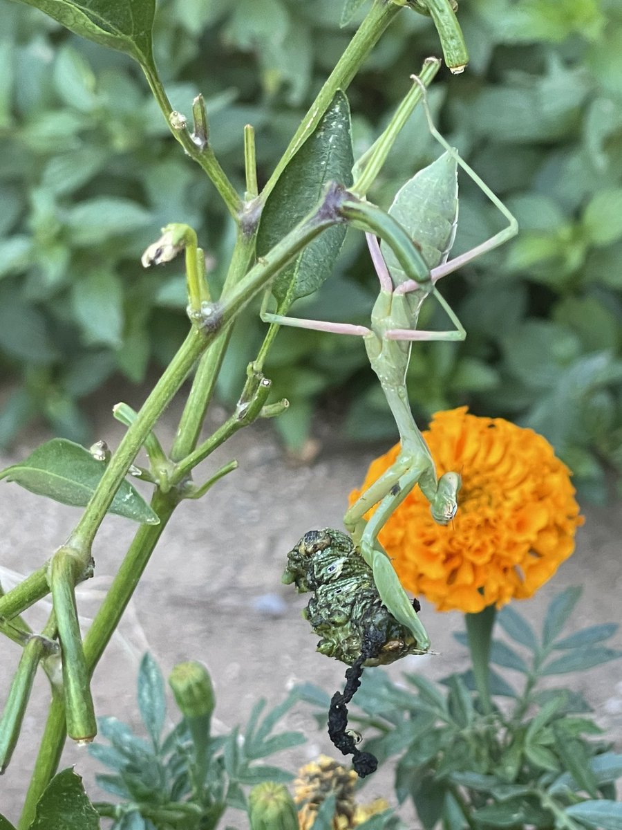 I have a mantis protector for my plant babies. #mantis #foodie #sheshitos #Tomatoes #peppers #YouTuber #bearfoodkitchen