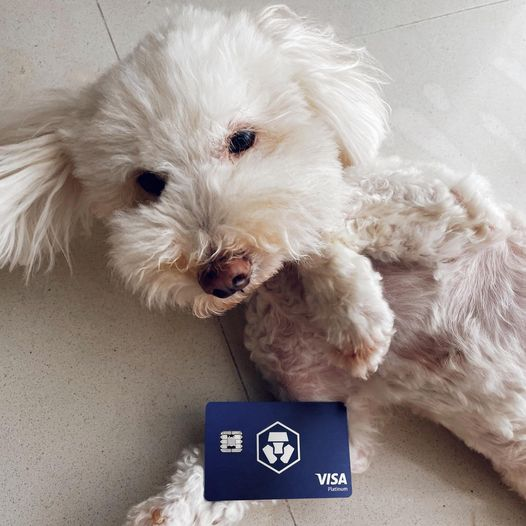 LinXiya1985's tweet photo. Just leaving this here. 🐶 #cryptocurrency  #Crypto https://t.co/QuAQf5AQkM