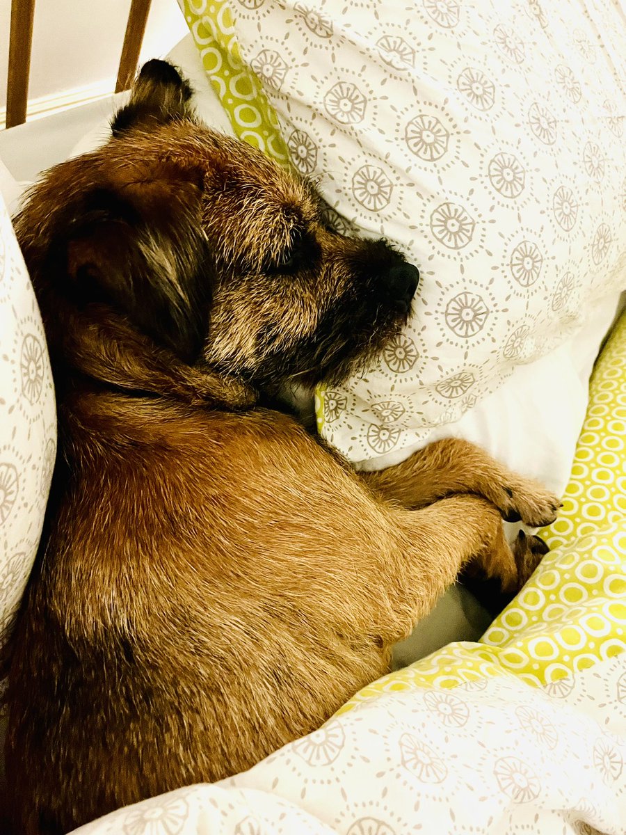 DrToniHo's tweet photo. @AlexRichter3 Yup. Said dog knows he is not allowed on the bed, let alone IN the bed. Unfortunately he has now mastered this. 🙄🤷‍♀️ https://t.co/Piepx1x3Gq