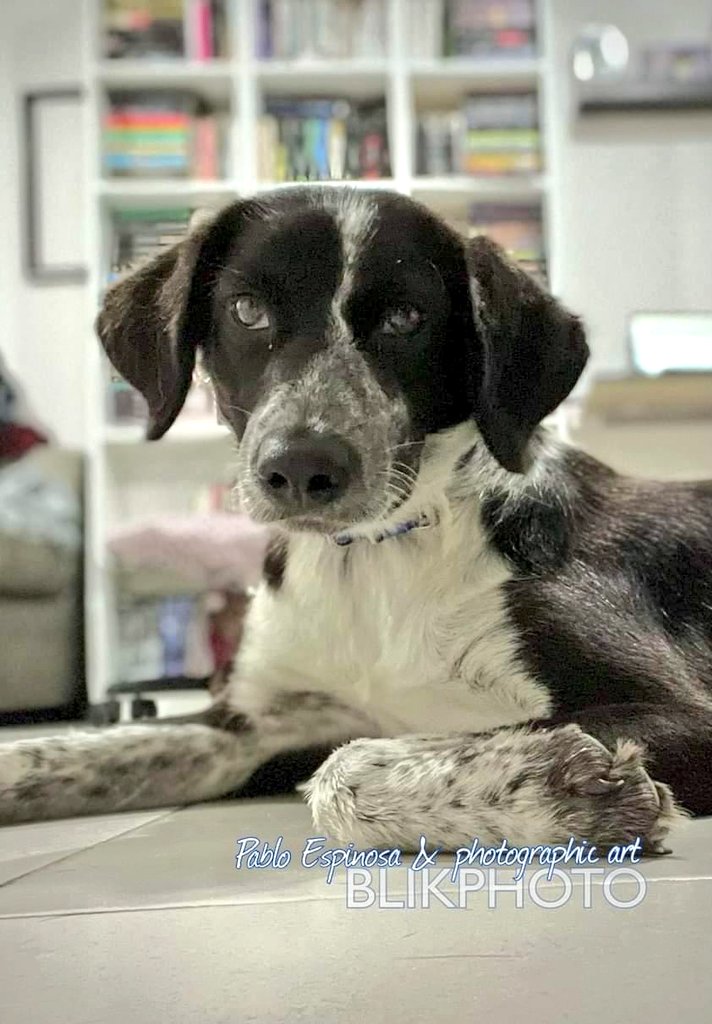 FundacionToby's tweet photo. Servicio a la comunidad ✨
Ellos son Chavo 1 año, talla mediana y Digna talla mediana 3 años aprox. Fueron rescatados de lugareños de una playa y su rescatista los trajo con ella para buscarles casita, ambos están en adopción 🧡🥰 nos ayudan a difundir a este par de guapos? https://t.co/V0KXECuCAZ