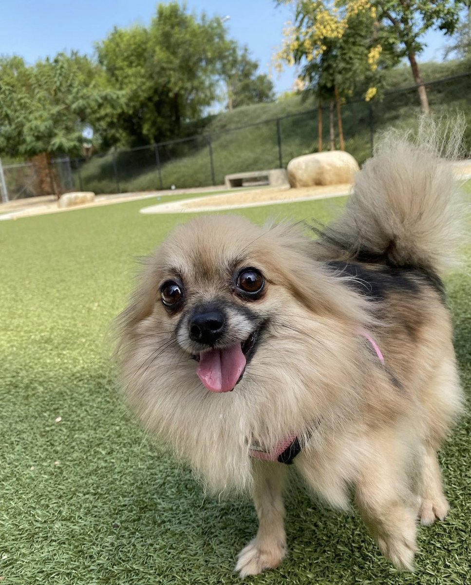 Chandler, Pomeranian (8 y/o) • “Chandler is a friendly, loving girl who enjoys being carried and being a lap dog.” 
•
•
•
•
#AdoptDontShop #RescueDogs #adoptme #pomeranian #dogs #Dogsoftwitter #cute #petoftheweek #puppystagram #BigMouth