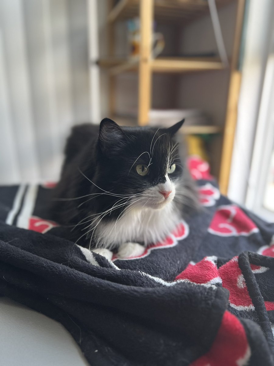 tryin2code's tweet image. Best part of a work from home day ❤️