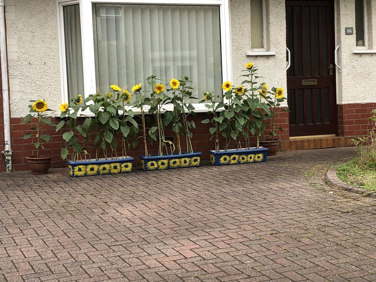 langhoinbloom's tweet photo. Seen tonight on my walk 🐶🌻👏👍 https://t.co/2aGfYVDZYr