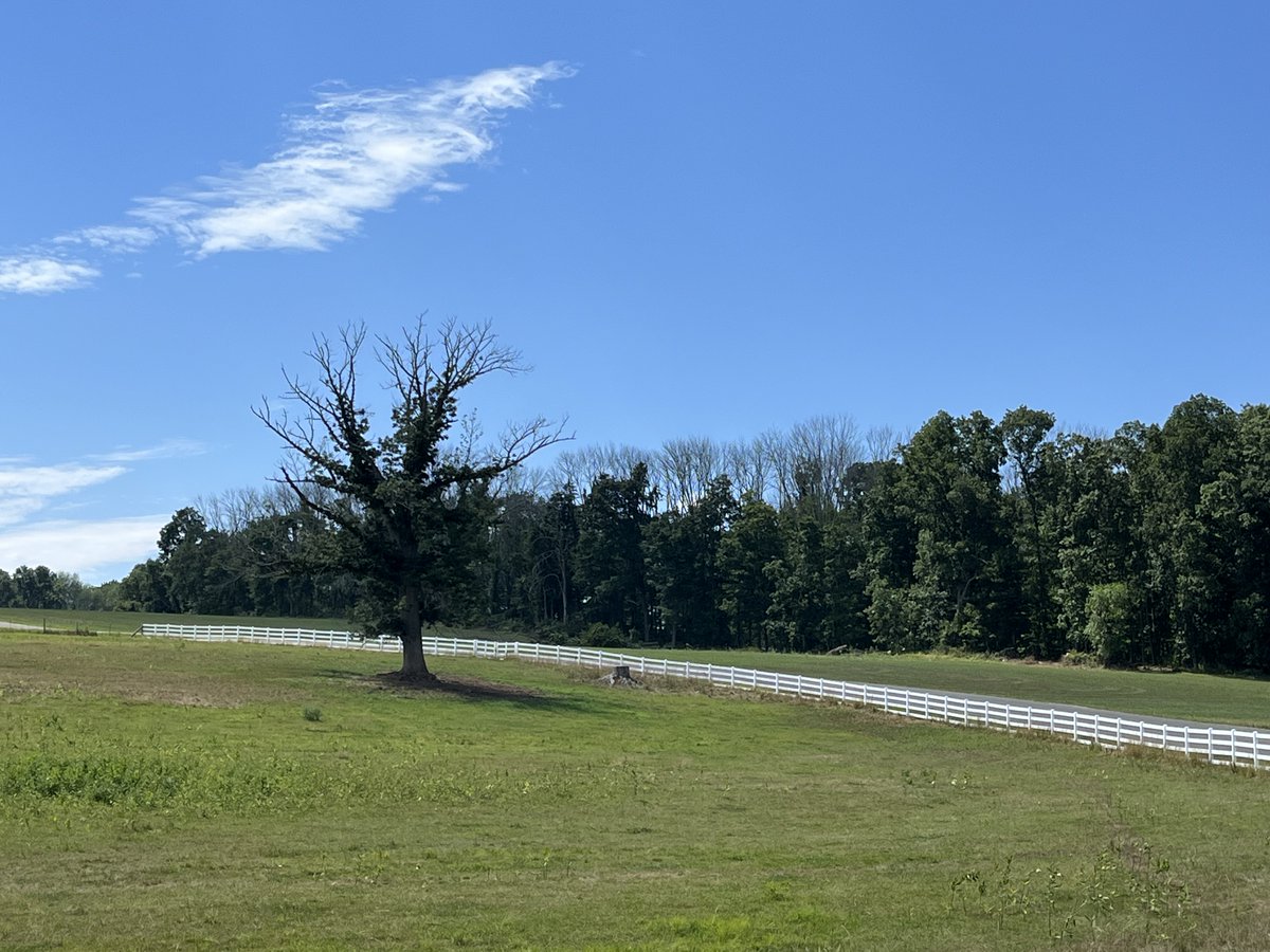 Trees are falling on horsebarn hill lately 😯🌳Ash trees here are infested with emerald ash borers🪲 An operation is removing those dead and dying specimens &amp; cleaning up the stand to provide safety on trails and encourage regeneration of ash and other tree species.