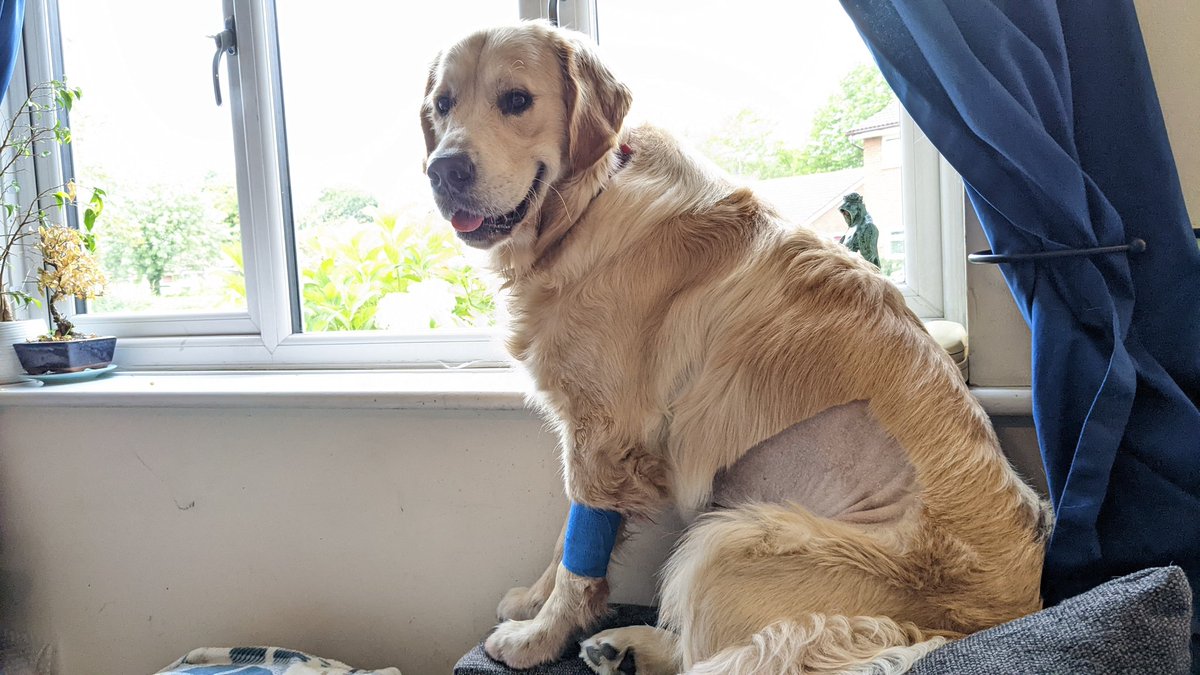 Leelum's tweet photo. I'm happy to announce that Bowen has officially joined #TeamForeignObject and spent a very expensive night in the pet hospital. He's ok now, although high as a kite.
Naturally he won all the hearts at the hospital & the receptionists came out to say goodbye. Bloody flirt❤️ https://t.co/sjKK5C2aNS