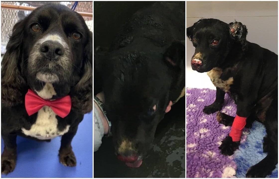 SAMPAuk_'s tweet photo. RIP LUCKY ๐ This is 8-year-old Lucky snatched from her garden by 2 men #Ouston County Durham, taken 9 miles to #Deneside in #Lanchester, doused in petrol & set on fire.
Any info contact @DurhamPolice on 101, quoting incident reference 467 of July 27
https://t.co/7xCsEXtXMs https://t.co/sTJGumqnoo