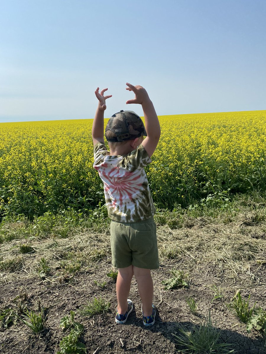 Had my little agronomist in training out for a stroll this morning. Asked him what he thought of the crop, "lellow, huge dad". I would have to agree! #startemyoung