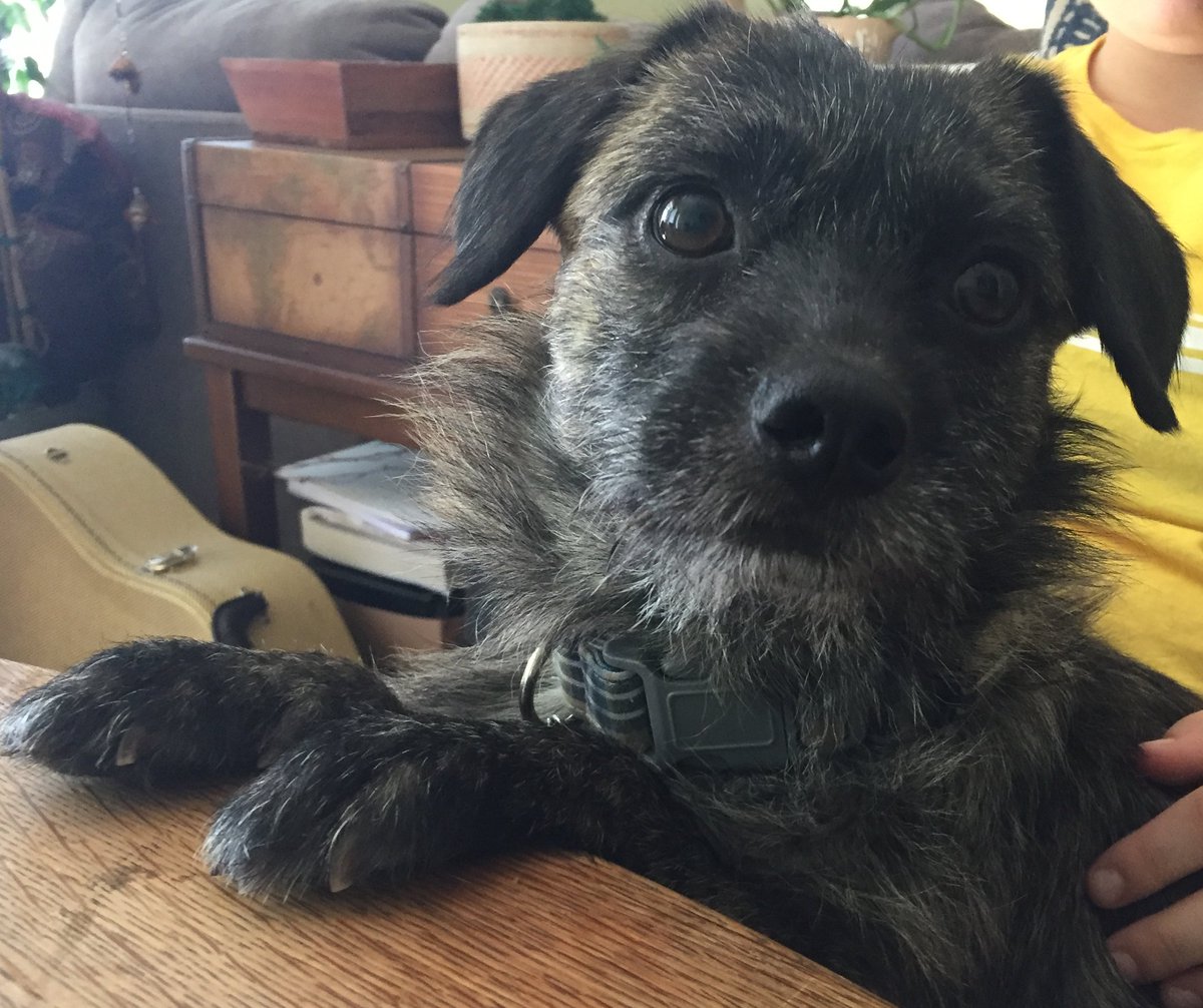 cheryl_bk's tweet photo. Help Jasper Walk! https://t.co/3sFp2anUN9 https://t.co/29Ll8qJdkp