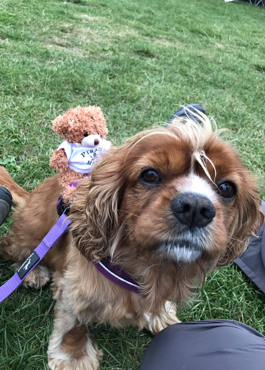 little_loulou's tweet photo. Yay! We’re at @piratemania! Geopooch Belle has been to spend her pawket money on a pirate teddy 🏴☠️ 🐻 #geocaching #geocachingmega #piratemania https://t.co/6WmfvFCUk2