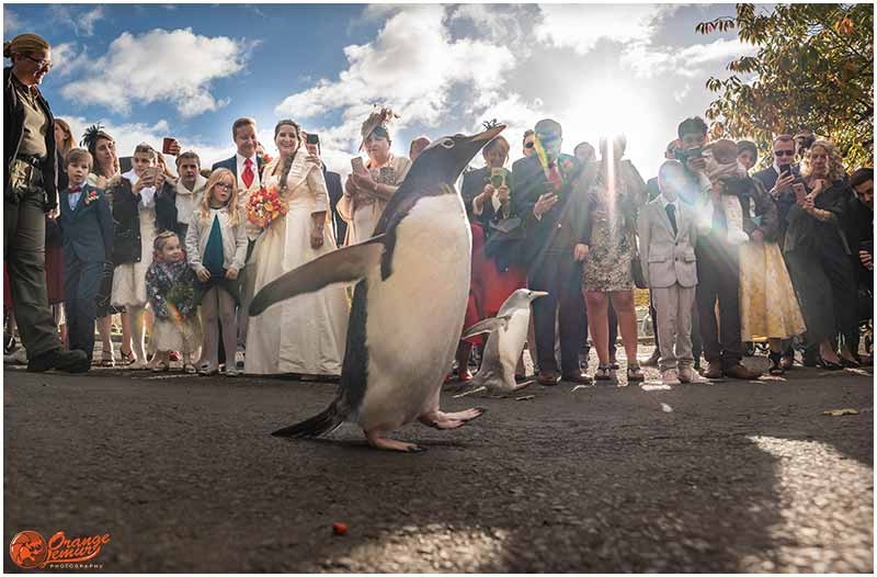 Edinburgh Wedding Directory tweet media