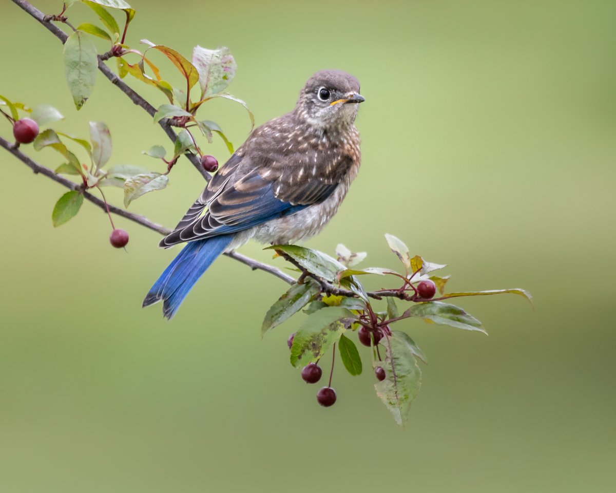 So many babies to photograph this time of year but the fledgling Bluebirds are still my favorite!

Gear: Canon 5D Mark IV &amp; Canon EF 100-400mm f/4.5-5.6L lens.

#TwitterNatureCommunity #BirdPhotography #TeamCanon #CanonUSA