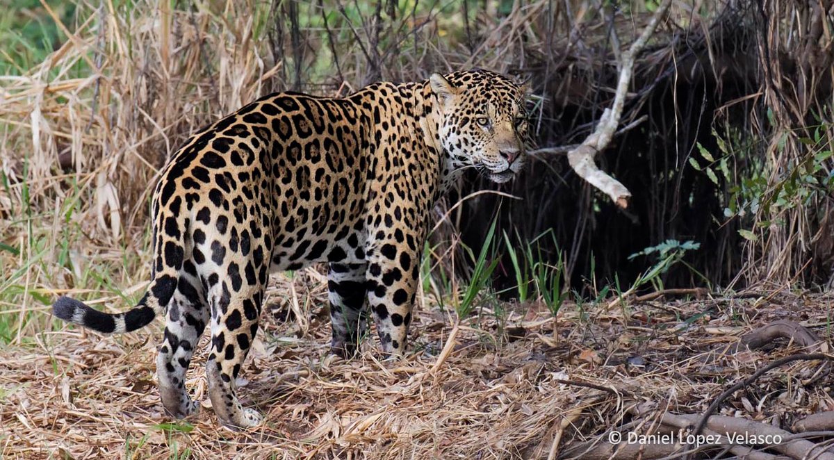 ¡VIAJE A BRASIL: PANTANAL Y MATA ATLÁNTICA! ¡¡¡ 2 ÚLTIMAS PLAZAS!!! FECHAS: 20 OCTUBRE - 3 NOVIEMBRE 2022 +info en: spainbirds.com o en info@spainbirds.com 
Jaguares y más de 300 especies de aves nos esperan <a href="/SPAINBIRDS_/">Spainbirds Nature Tours</a> <a href="/SwarovskiOptik/">SWAROVSKI OPTIK</a> #birding