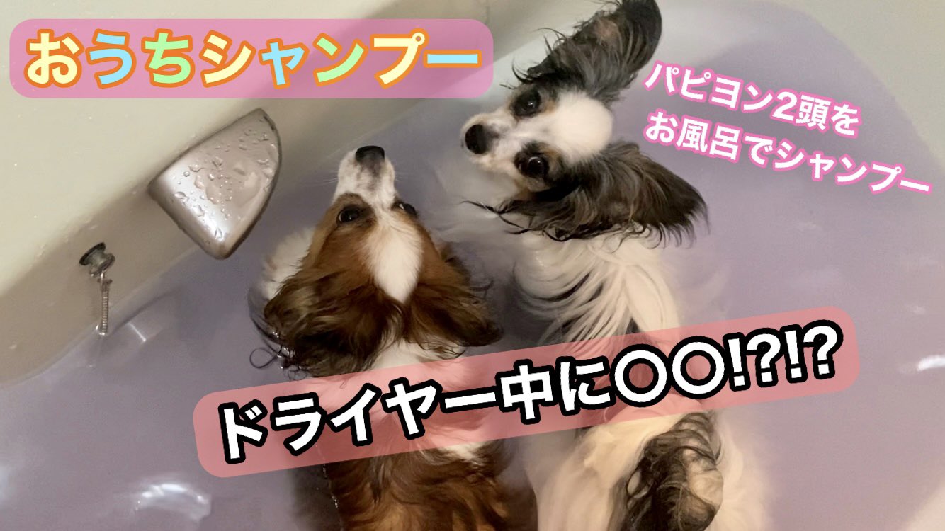 犬お風呂 Twitter Search Twitter