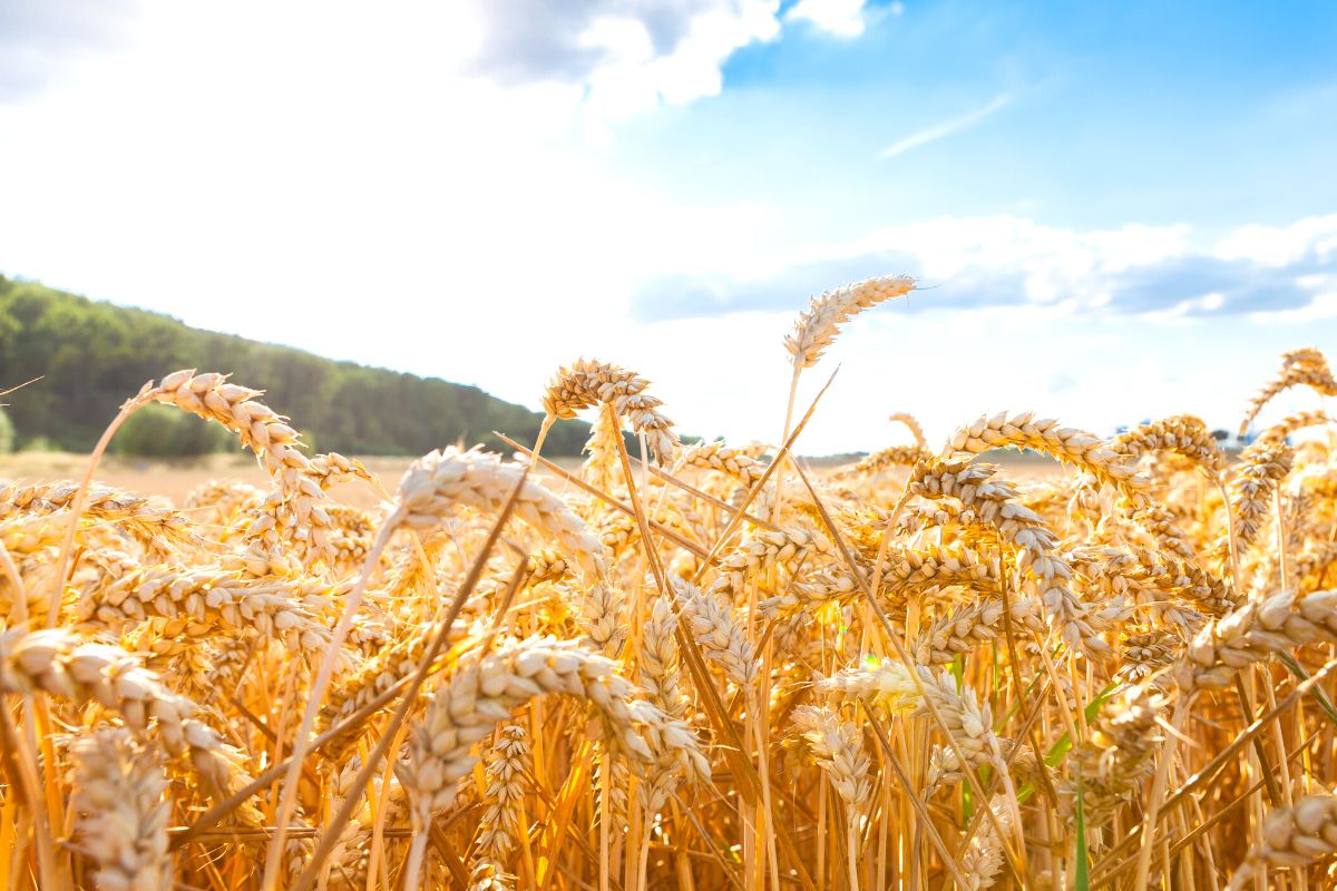 fundscene's tweet image. Selenskyj - Getreideexporte beginnen "heute oder morgen"   #Beginn #Export #Getreide #Selenskyj

fundscene.com/selenskyj-getr…