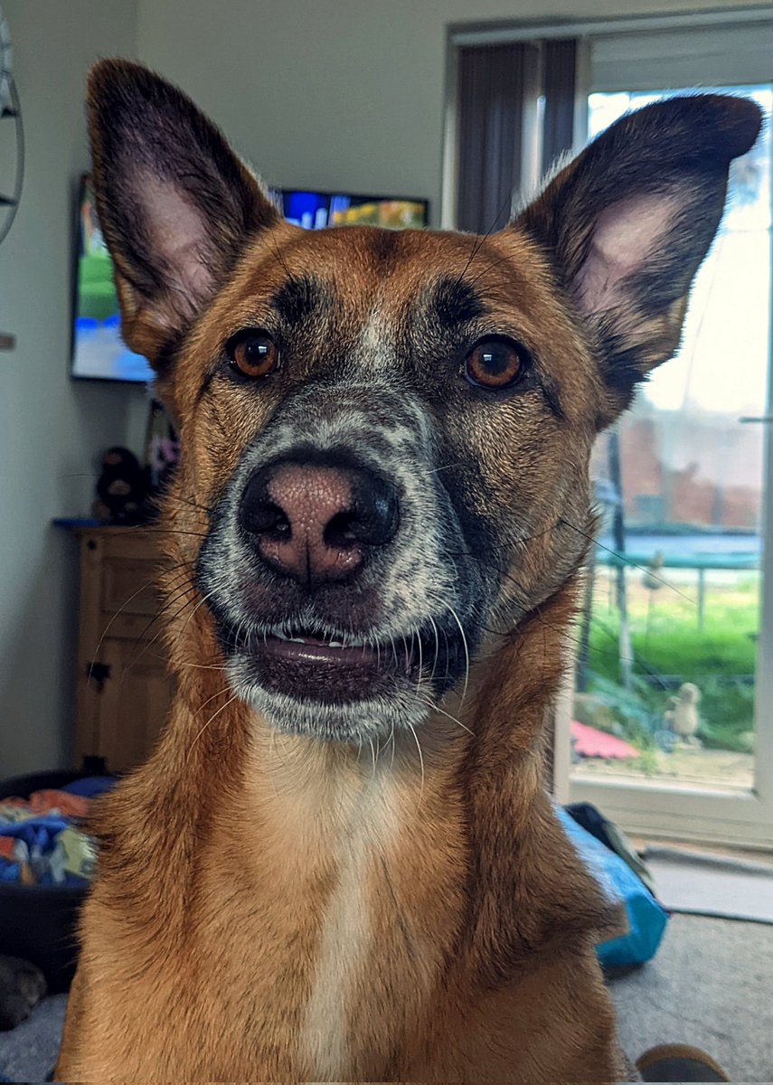 <a href="/anon_opin/">Anon Opin.</a> Big daft dog having big daft dog ideas.