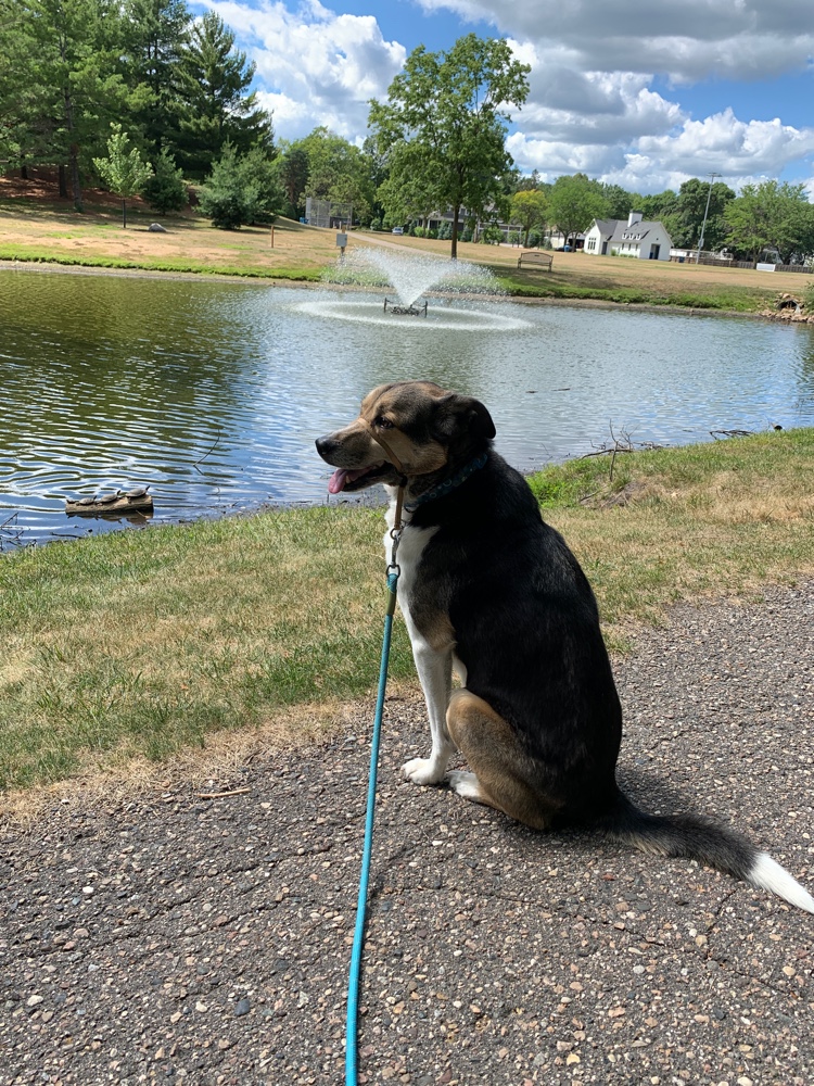HeatherRende's tweet photo. I just #ResQwalked 1.79 mi in support of animals in need! Thanks  https://t.co/GdcPthwXSw https://t.co/Y8Wu0MLJXa