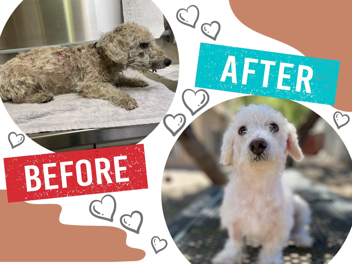 PUP Laguna Beach tweet media