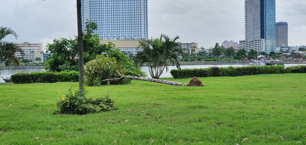 #cintacostera con los fuertes vientos en dias pasados, un arbol se cayo en la plaza de la bandera en #cintacostera3 este arbol todavia se puede salvar, esperamos que puedan venir y plantarlo nuevamente, gracias <a href="/MiAmbientePma/">Ministerio de Ambiente de Panamá</a> <a href="/stri_panama/">Smithsonian Panama</a>