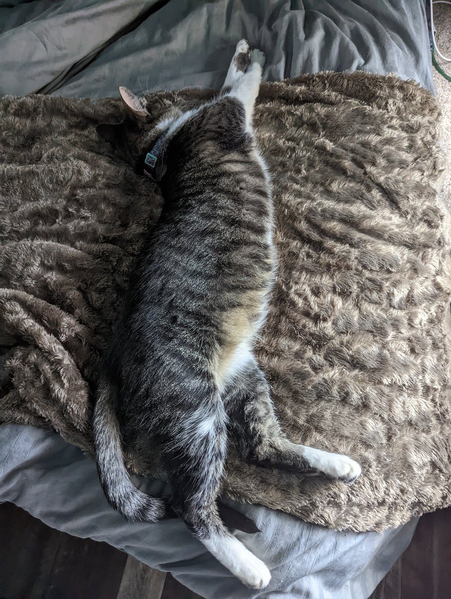 TaNeal's tweet photo. #Tabbi Tori just chill all day.  She gets me excited about the weekend 😁 https://t.co/tto5EsrpJO