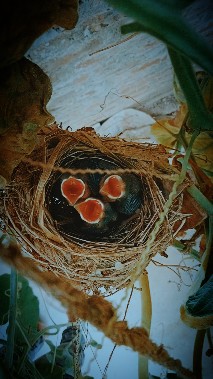 SnapshotNFT01's tweet photo. Check out my new item on OpenSea! https://t.co/jSMWzn69w0 via @opensea #NFT011 https://t.co/4ZUUL5mvKR