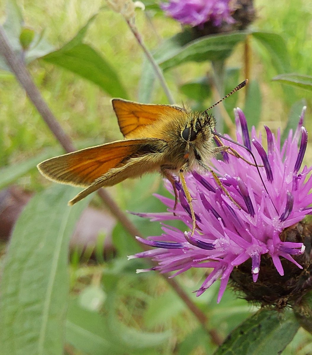 SteveTrotter1's tweet photo. #Butterflies...Male small skipper in #Cumbria having a drink of nectar from a #CommonKnapweed #flower... probably providing pollination services - at #home on the uncut edge of a @cumbriawildlife #NorthernDalesHayMeadow https://t.co/DevqWeGCVF