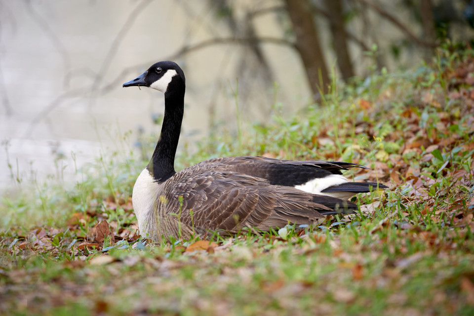 lowbassphotog's tweet photo. This one followed me everywhere I walked on this shoot... #canadagoose #goose #birdphotography #eosrp #sigma150600 #capturedoncanon #nature #photography #canon #freelancephotographers #naturephotography #birds #wildconvos #editwithus #art #bird #photographer #canonframes https://t.co/yMbo74TEy5