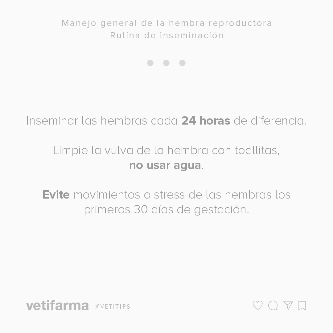 vetifarma's tweet photo. #VetiTips – Manejo general de la hembra reproductora

Les compartimos una serie de tips para tener en cuenta durante la rutina de inseminación.

#VetiTips #SomosVetifarma https://t.co/Sj2Bm9tUDF
